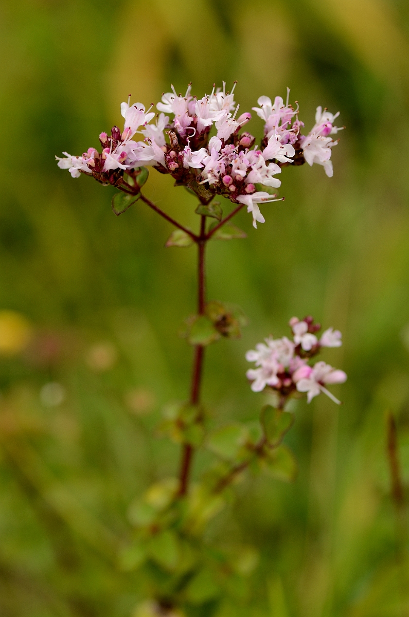 David Plant Photography - Wildlife Photography - Wild marjoram - A.jpg - Wild marjoram - Bedfordshire