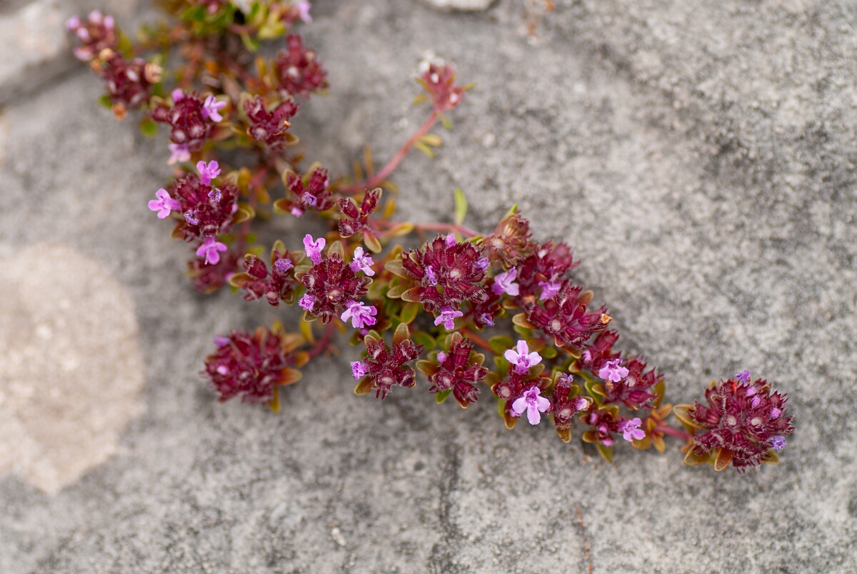 David Plant Photography - Wildlife Photography - Wild thyme - D.jpg - Wild thyme - Powys