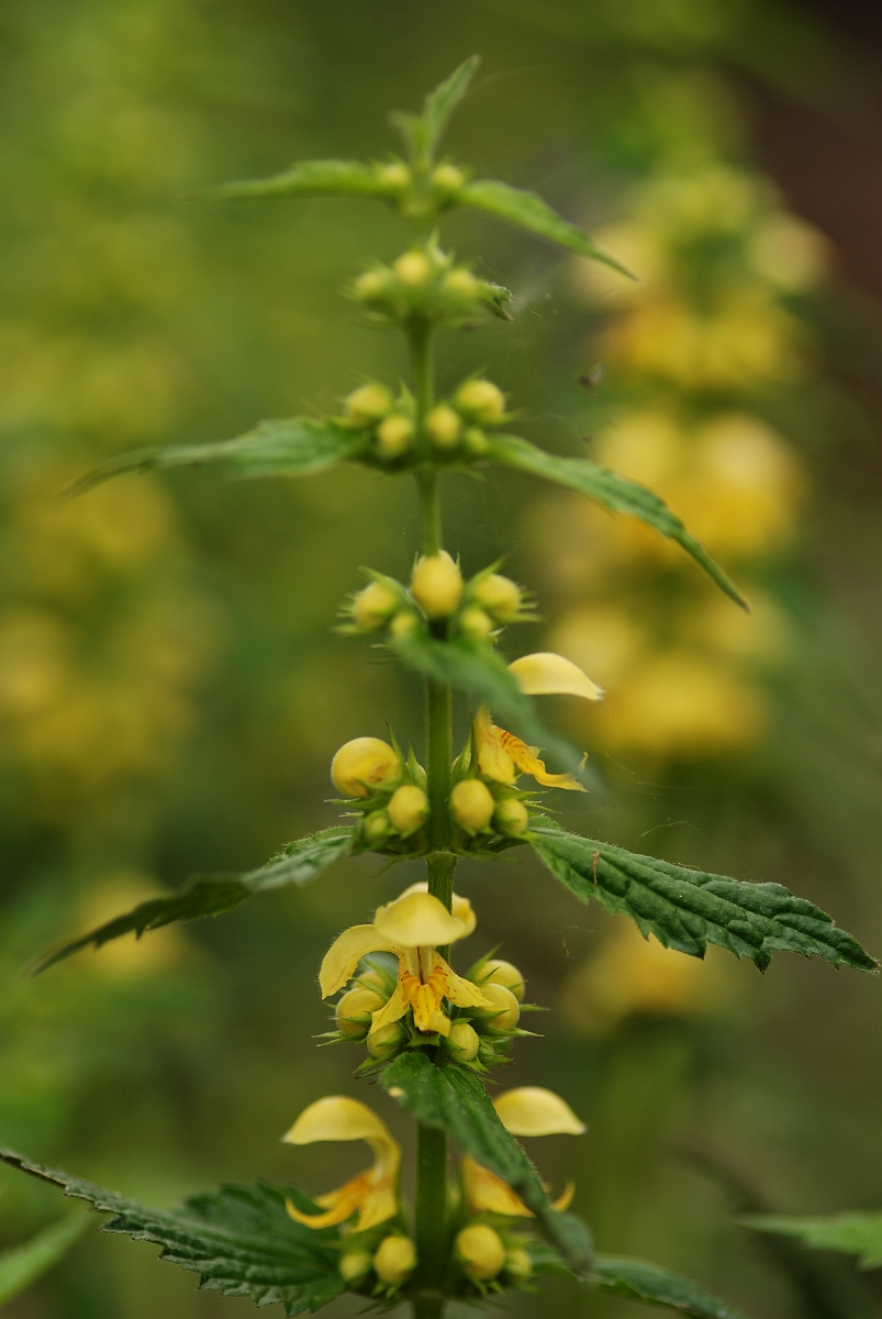 David Plant Photography - Wildlife Photography - Yellow archangel - A.jpg - Yellow archangel flower spike - Cotswolds