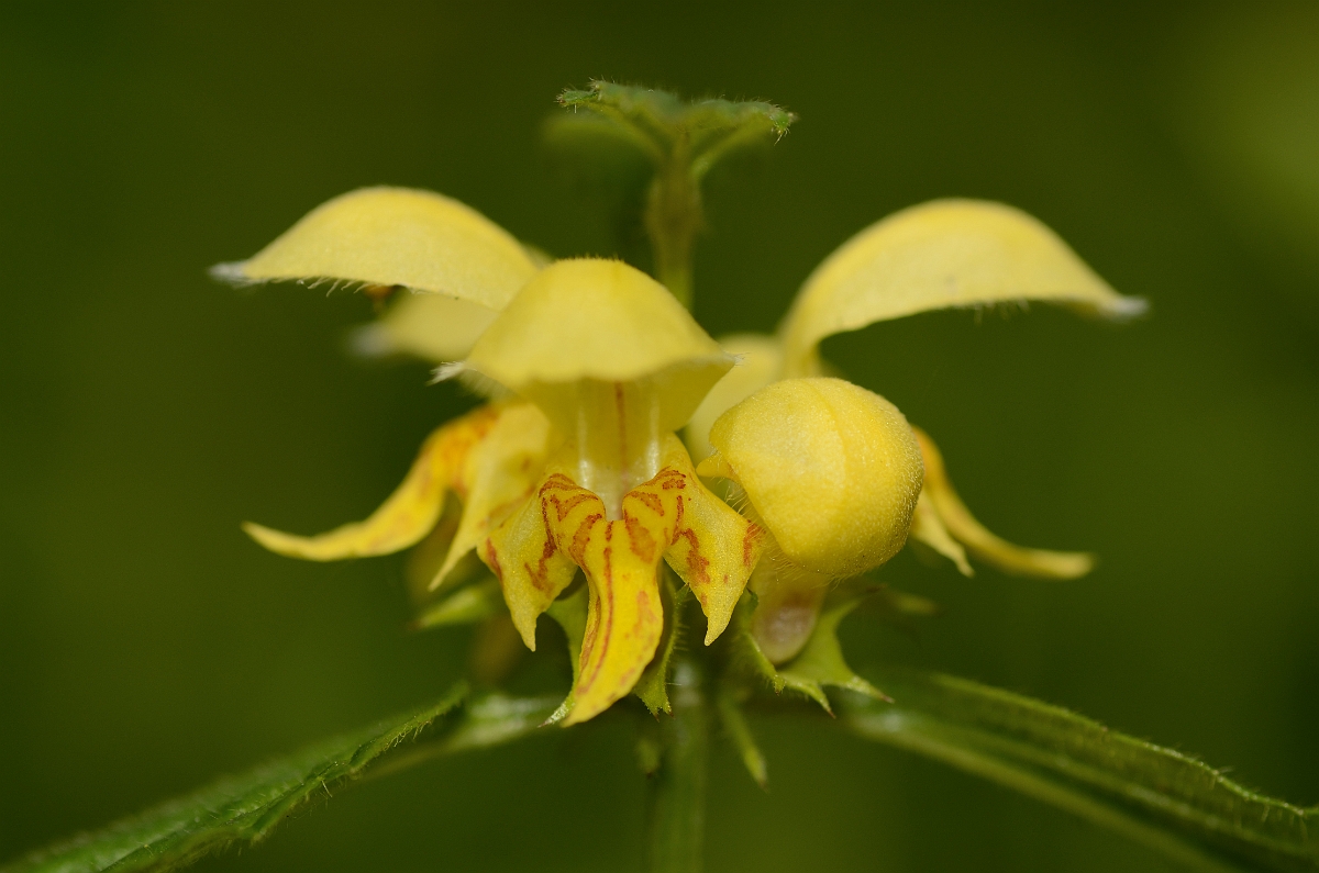 David Plant Photography - Wildlife Photography - Yellow archangel - C.jpg - Yellow archangel flowers - Cambridgeshire