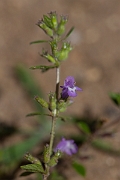 David Plant Photography - Wildlife Photography - Basil thyme - B