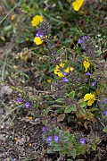 David Plant Photography - Wildlife Photography - Basil thyme - E