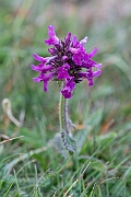 David Plant Photography - Wildlife Photography - Betony - A
