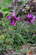 David Plant Photography - Wildlife Photography - Betony - B