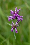 David Plant Photography - Wildlife Photography - Betony - D