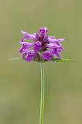 David Plant Photography - Wildlife Photography - Betony - E
