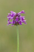 David Plant Photography - Wildlife Photography - Betony - F