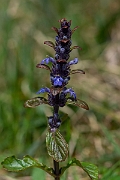 David Plant Photography - Wildlife Photography - Bugle - D