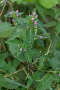 David Plant Photography - Wildlife Photography - Common hemp-nettle - C