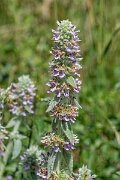 David Plant Photography - Wildlife Photography - Downy woundwort - A