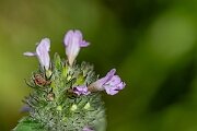 David Plant Photography - Wildlife Photography - Downy woundwort - C
