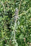 David Plant Photography - Wildlife Photography - Downy woundwort - D
