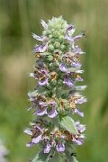 David Plant Photography - Wildlife Photography - Downy woundwort - E