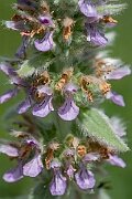 David Plant Photography - Wildlife Photography - Downy woundwort - F