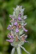 David Plant Photography - Wildlife Photography - Downy woundwort - G