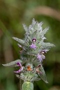 David Plant Photography - Wildlife Photography - Downy woundwort - H