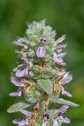 David Plant Photography - Wildlife Photography - Downy woundwort - I
