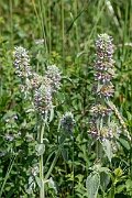David Plant Photography - Wildlife Photography - Downy woundwort - J