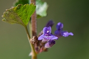 David Plant Photography - Wildlife Photography - Ground-ivy - B