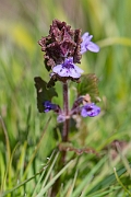 David Plant Photography - Wildlife Photography - Ground-ivy - E