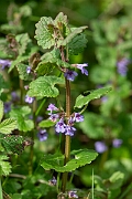 David Plant Photography - Wildlife Photography - Ground-ivy - F