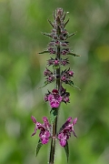 David Plant Photography - Wildlife Photography - Hedge woundwort - E