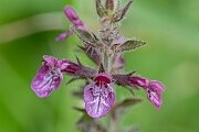 David Plant Photography - Wildlife Photography - Hedge woundwort - F