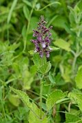 David Plant Photography - Wildlife Photography - Hedge woundwort - G
