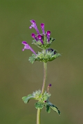 David Plant Photography - Wildlife Photography - Henbit dead-nettle - D