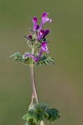 David Plant Photography - Wildlife Photography - Henbit dead-nettle - E