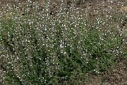 David Plant Photography - Wildlife Photography - Lesser calamint - A