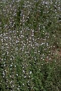 David Plant Photography - Wildlife Photography - Lesser calamint - B