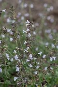 David Plant Photography - Wildlife Photography - Lesser calamint - C