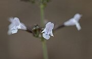 David Plant Photography - Wildlife Photography - Lesser calamint - D