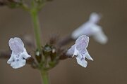 David Plant Photography - Wildlife Photography - Lesser calamint - E