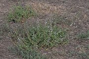 David Plant Photography - Wildlife Photography - Lesser calamint - F