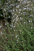David Plant Photography - Wildlife Photography - Lesser calamint - G