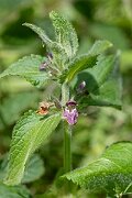 David Plant Photography - Wildlife Photography - Limestone woundwort - A