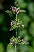 David Plant Photography - Wildlife Photography - Limestone woundwort - B