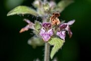 David Plant Photography - Wildlife Photography - Limestone woundwort - C