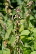 David Plant Photography - Wildlife Photography - Limestone woundwort - D