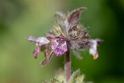 David Plant Photography - Wildlife Photography - Limestone woundwort - E