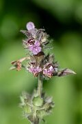 David Plant Photography - Wildlife Photography - Limestone woundwort - F