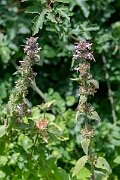 David Plant Photography - Wildlife Photography - Limestone woundwort - G
