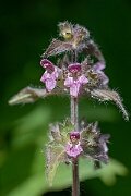 David Plant Photography - Wildlife Photography - Limestone woundwort - H