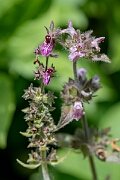 David Plant Photography - Wildlife Photography - Limestone woundwort - I