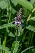 David Plant Photography - Wildlife Photography - Marsh woundwort - H