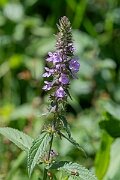 David Plant Photography - Wildlife Photography - Marsh woundwort - I