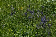 David Plant Photography - Wildlife Photography - Meadow clary - A