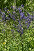 David Plant Photography - Wildlife Photography - Meadow clary - B